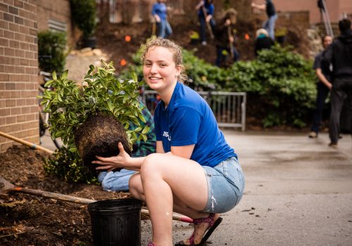 A student planting shrubs.